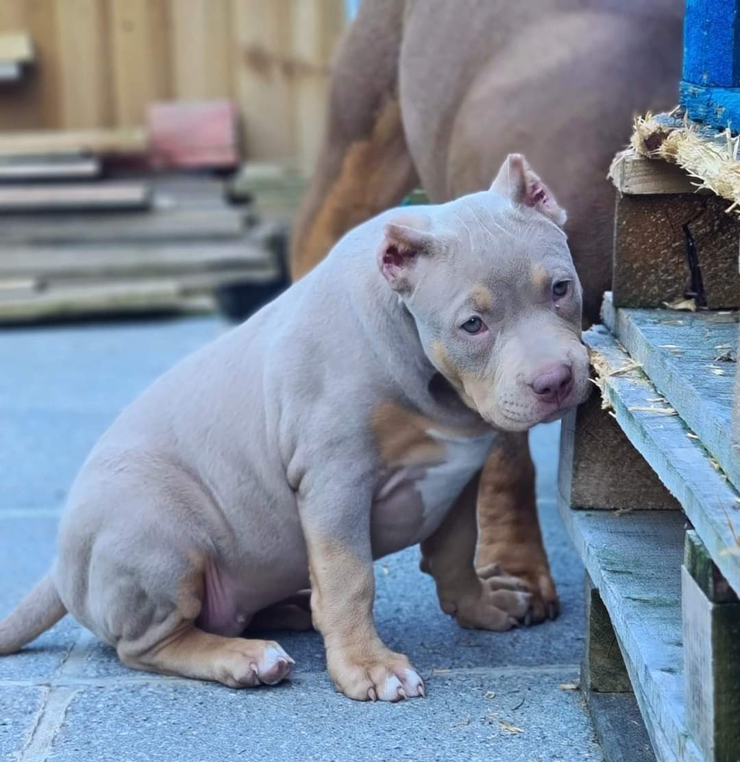 Lionized Bully Kennel production