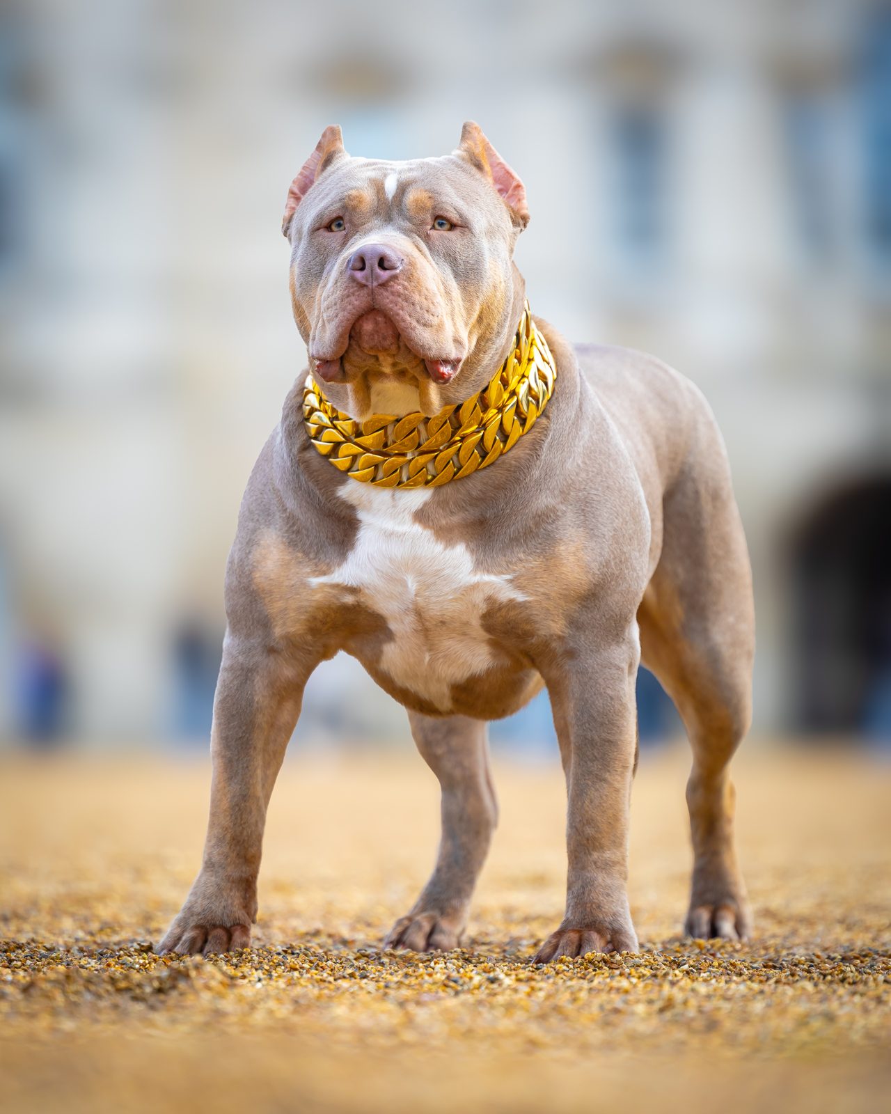 Lionized Bully Kennel American Bully