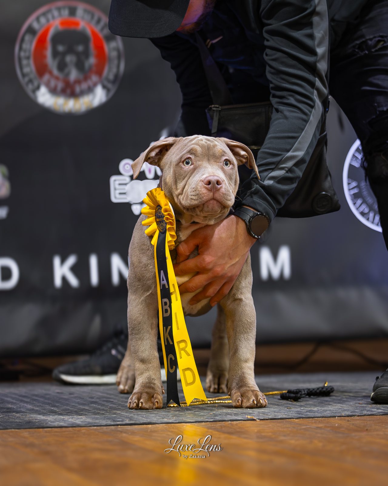 Lionized Bully Kennel production