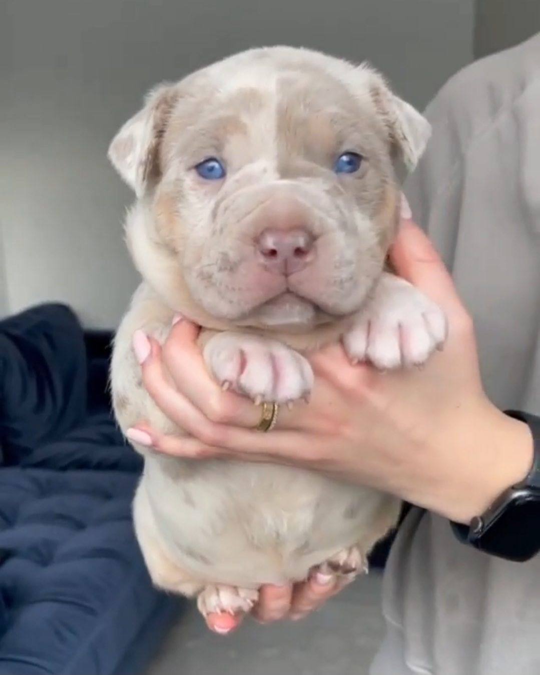 Lionized Bully Kennel production