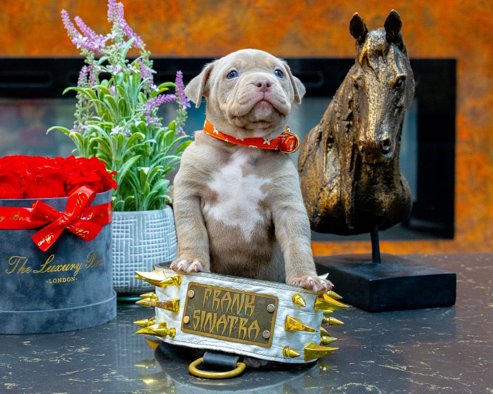 Lionized Bully Kennel production