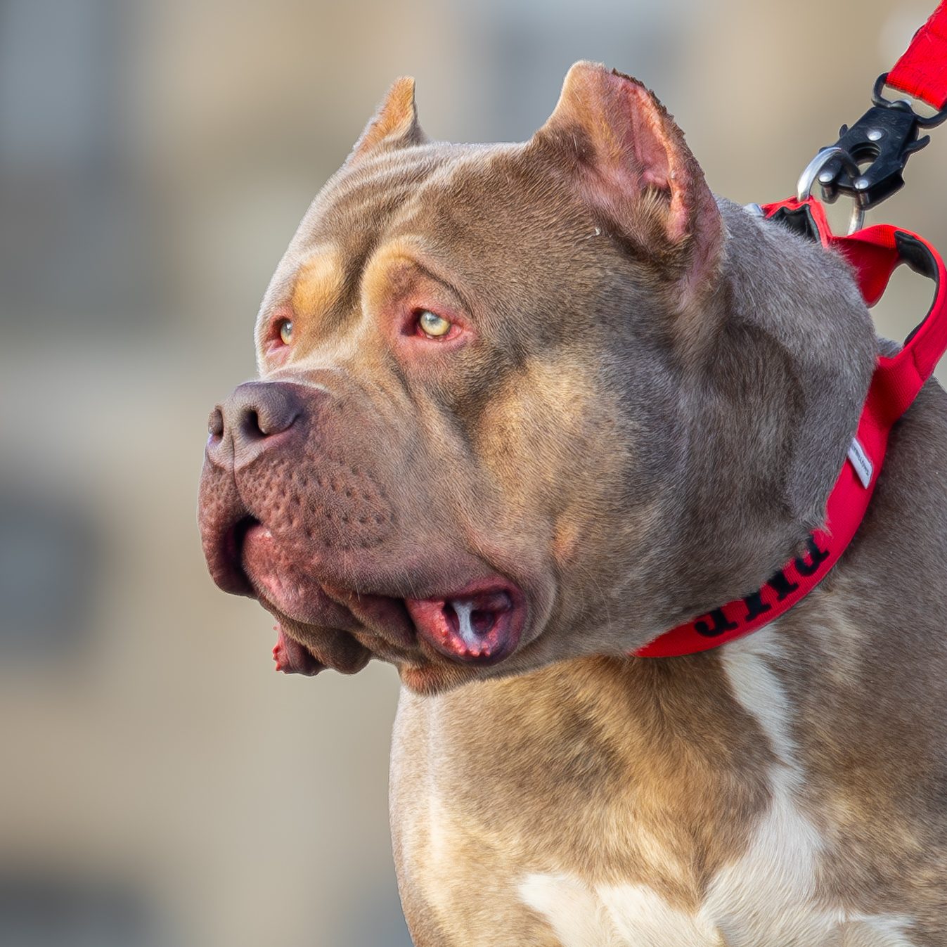Lionized Bully Kennel production