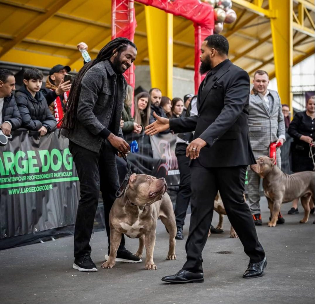 Lionized Bully Kennel American Bully