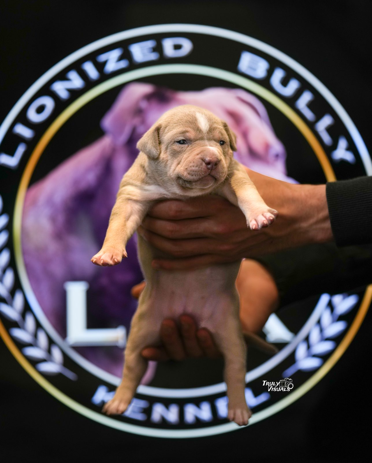 Lionized Bully Kennel American Bully
