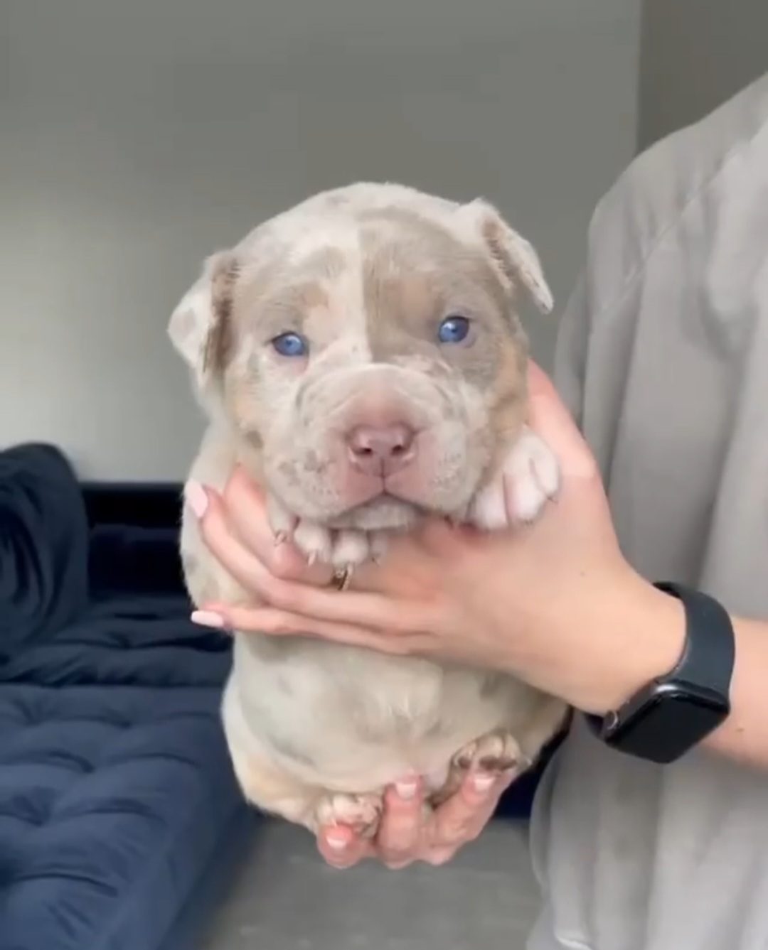 Lionized Bully Kennel production