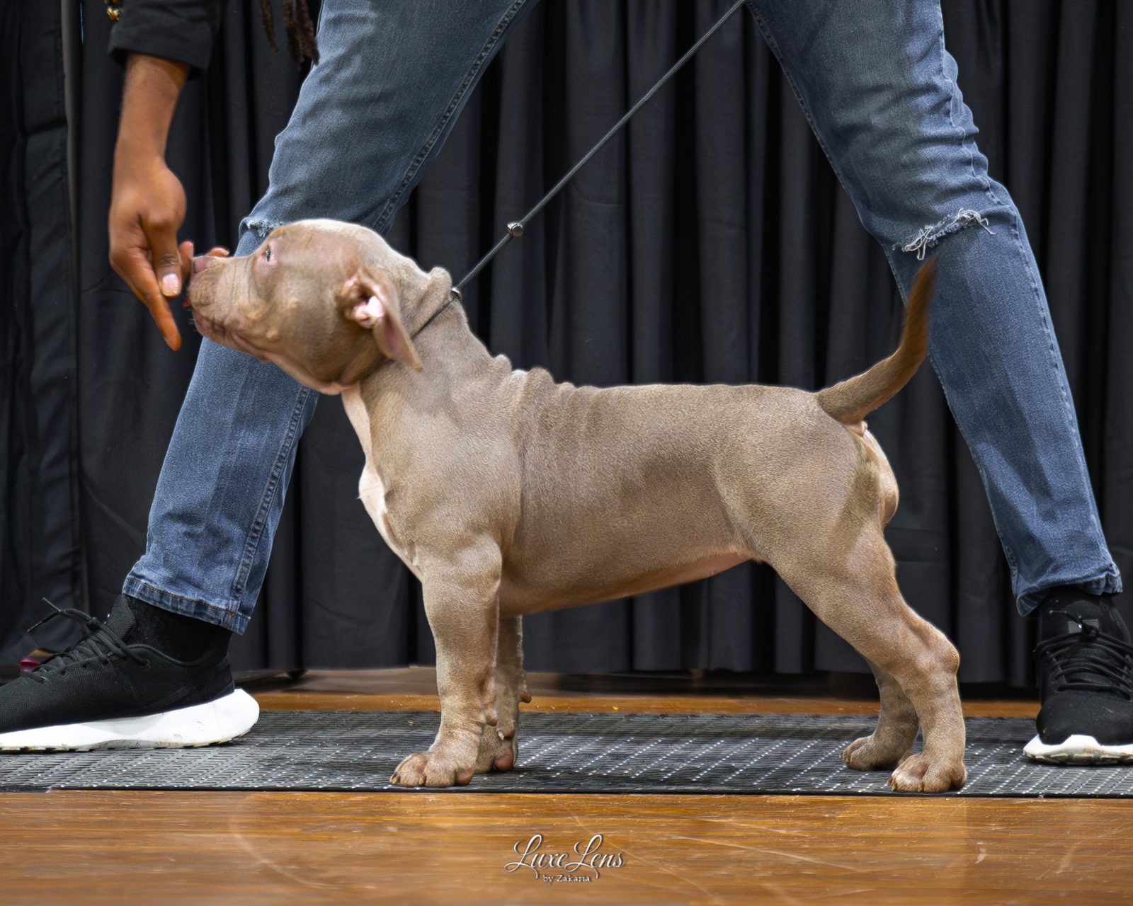 Lionized Bully Kennel production