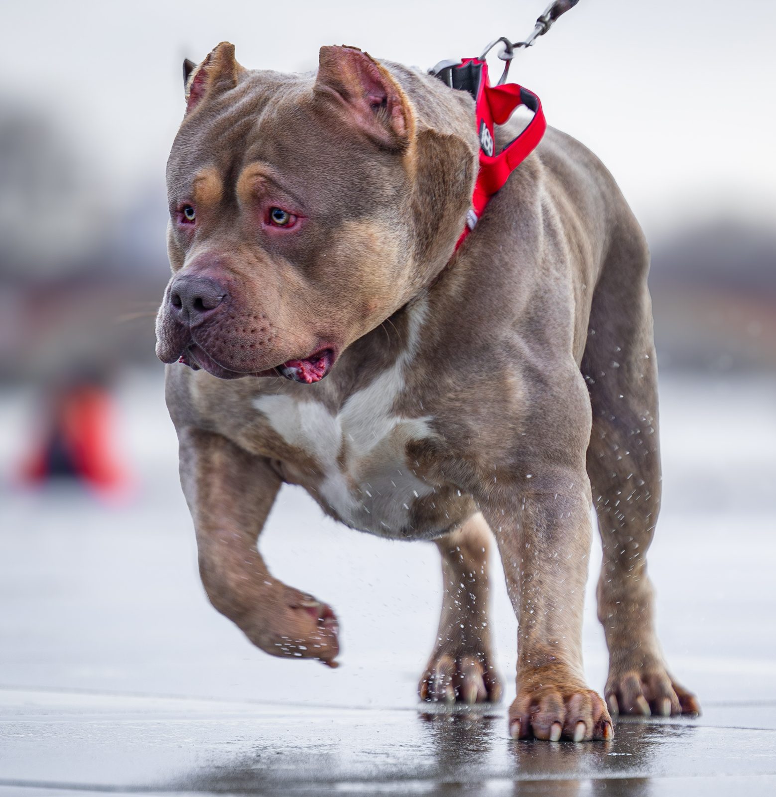 Lionized Bully Kennel