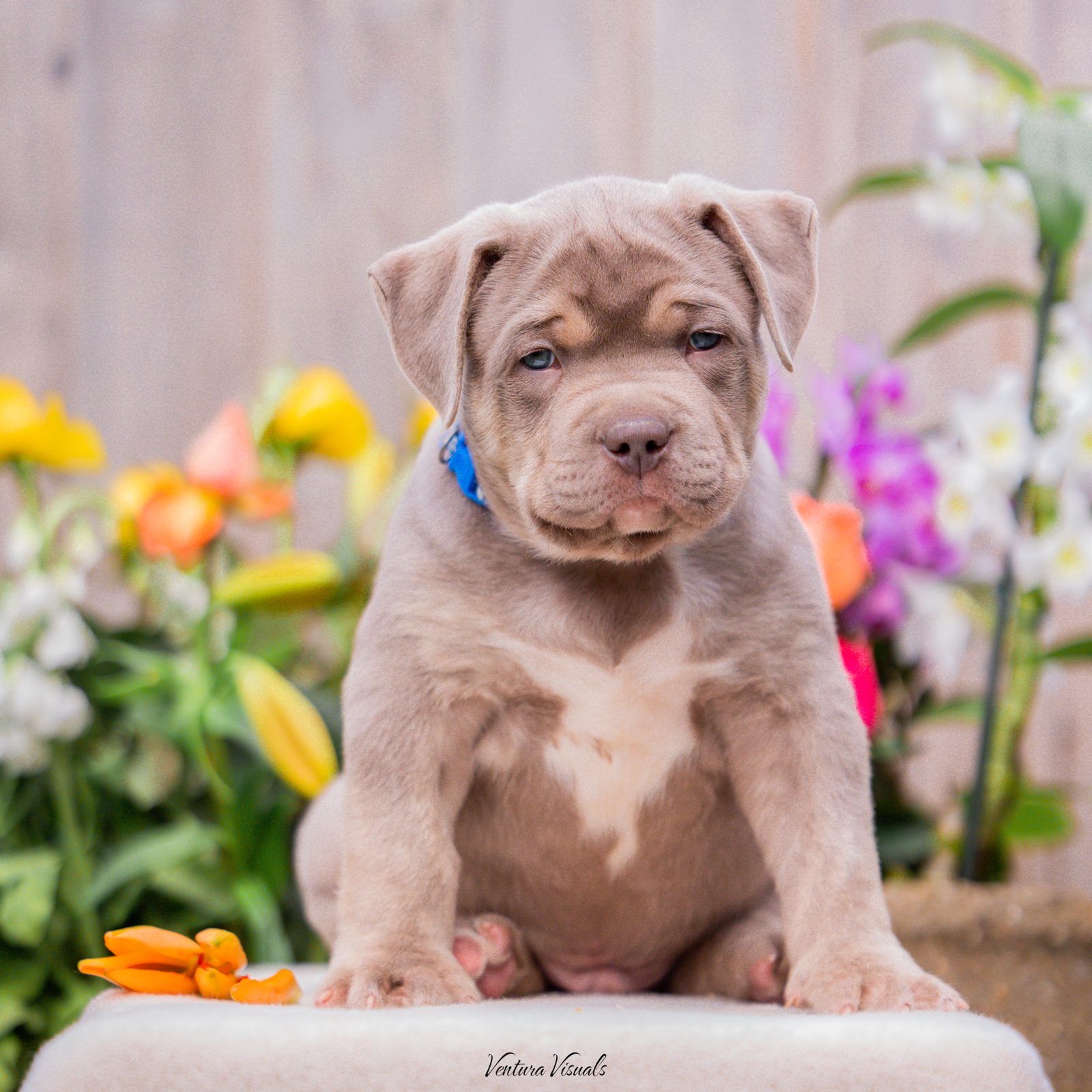 Lionized Bully Kennel production