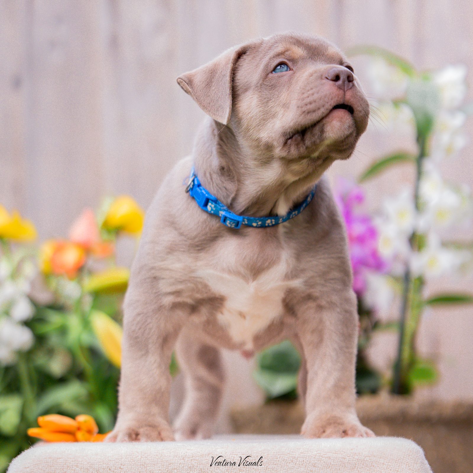 Lionized Bully Kennel production